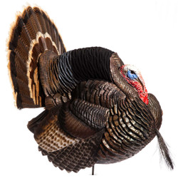 Dave Smith Strutter Turkey Decoy - with Wings